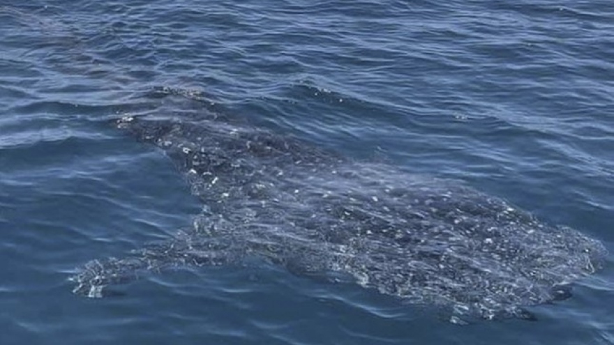 Whale shark spotted swimming in central coast of Vietnam